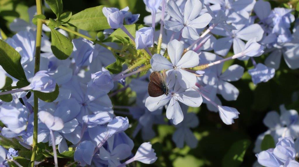 A butterfly on a flower

Description automatically generated