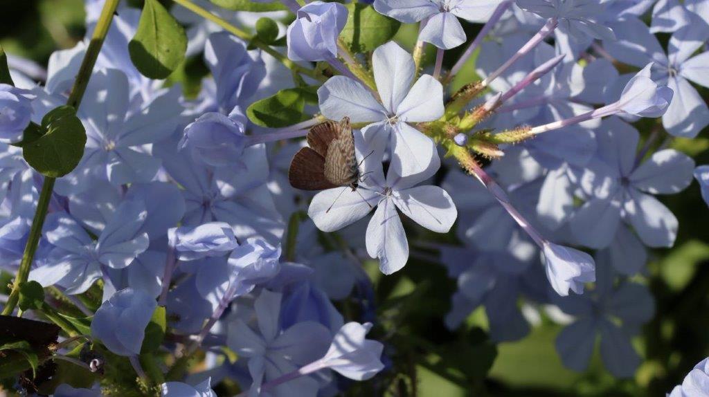 A butterfly on a flower

Description automatically generated