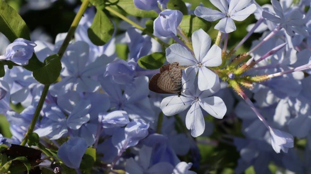 A butterfly on a flower

Description automatically generated