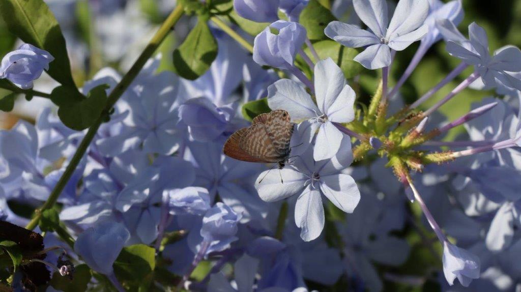 A butterfly on a flower

Description automatically generated