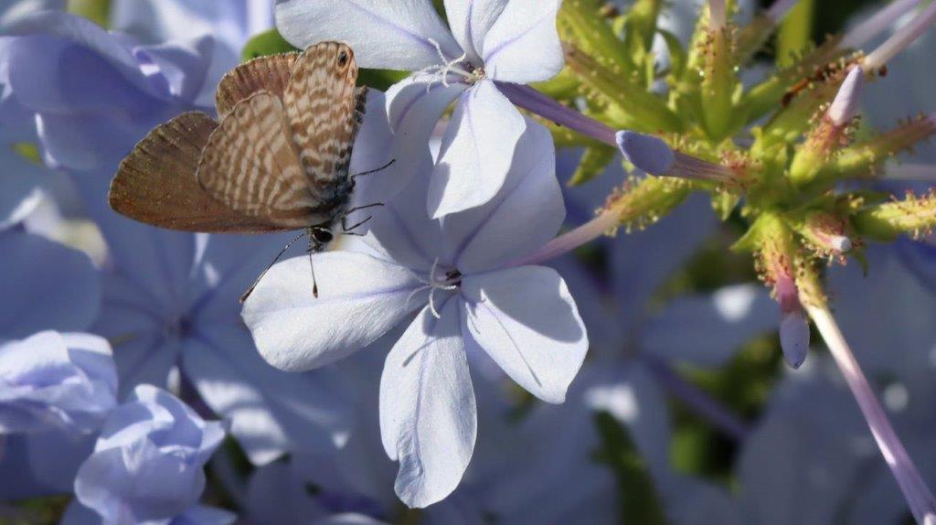 A butterfly on a flower

Description automatically generated