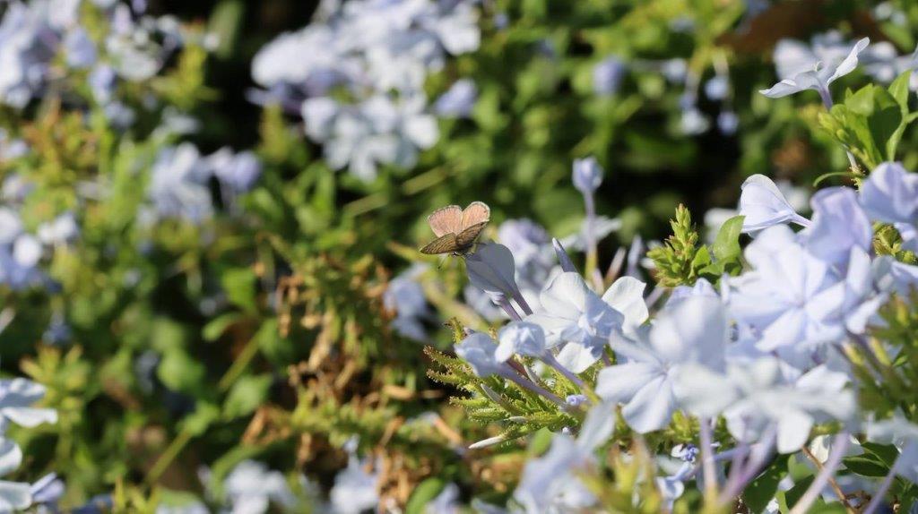 A close-up of a butterfly on a flower

Description automatically generated