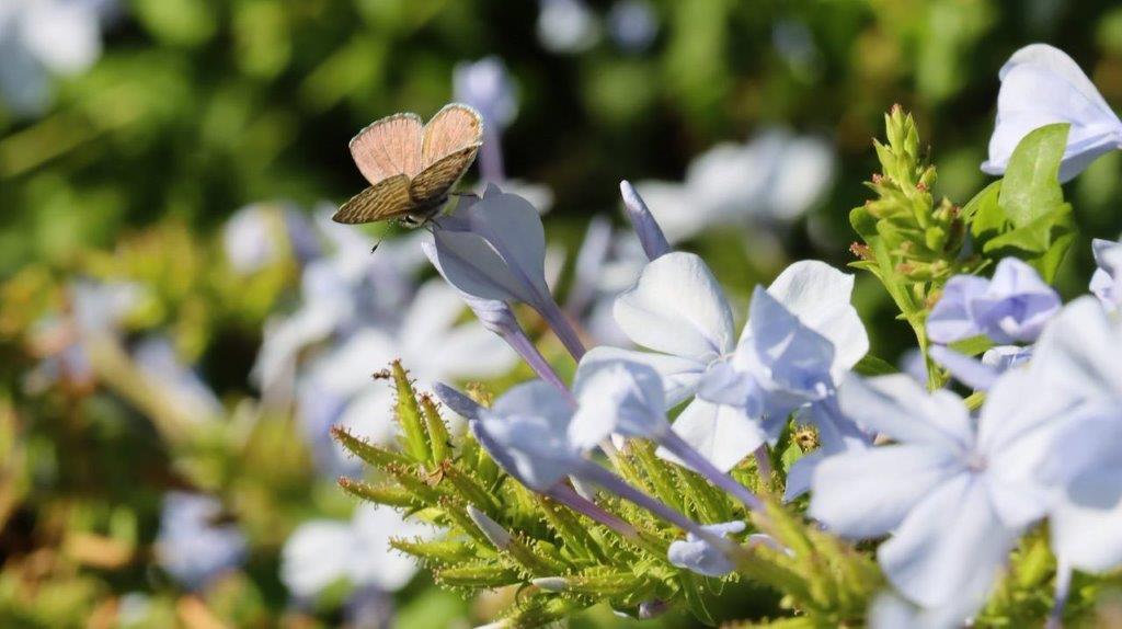 A butterfly on a flower

Description automatically generated