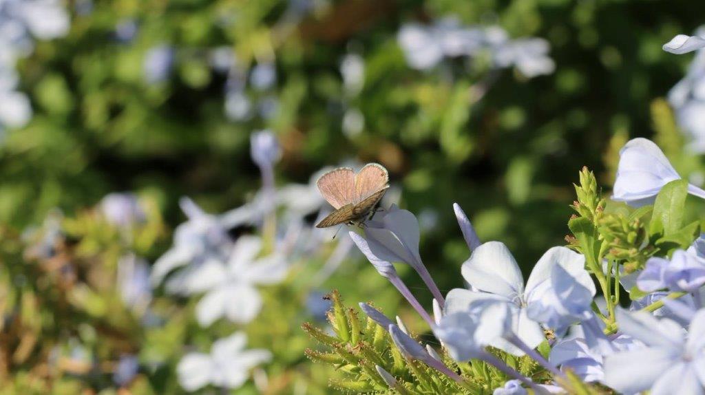 A butterfly on a flower

Description automatically generated