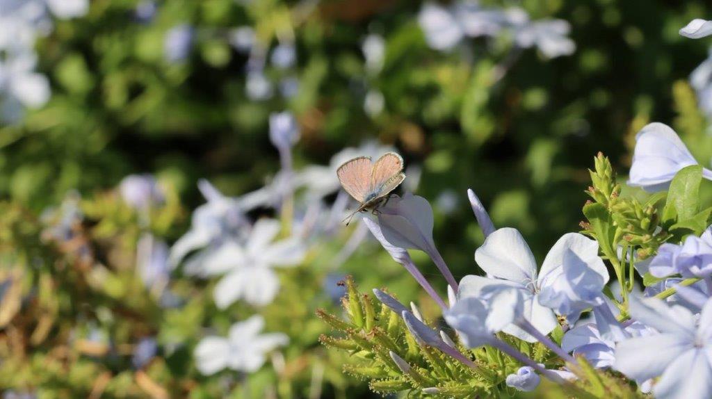 A butterfly on a flower

Description automatically generated