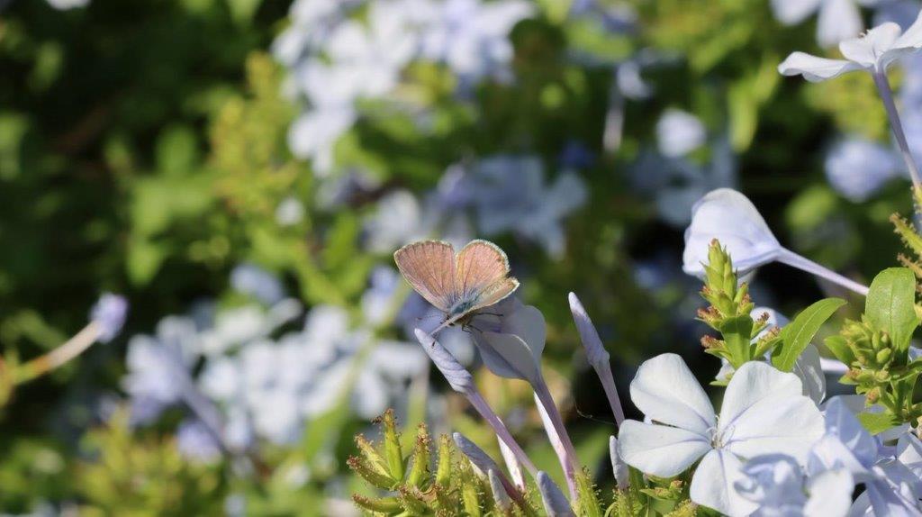 A butterfly on a flower

Description automatically generated