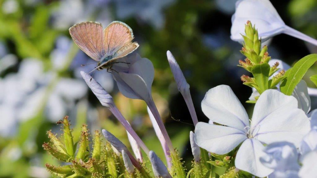 A butterfly on a flower

Description automatically generated