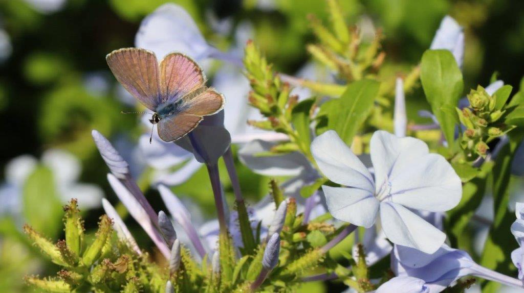 A butterfly on a flower

Description automatically generated