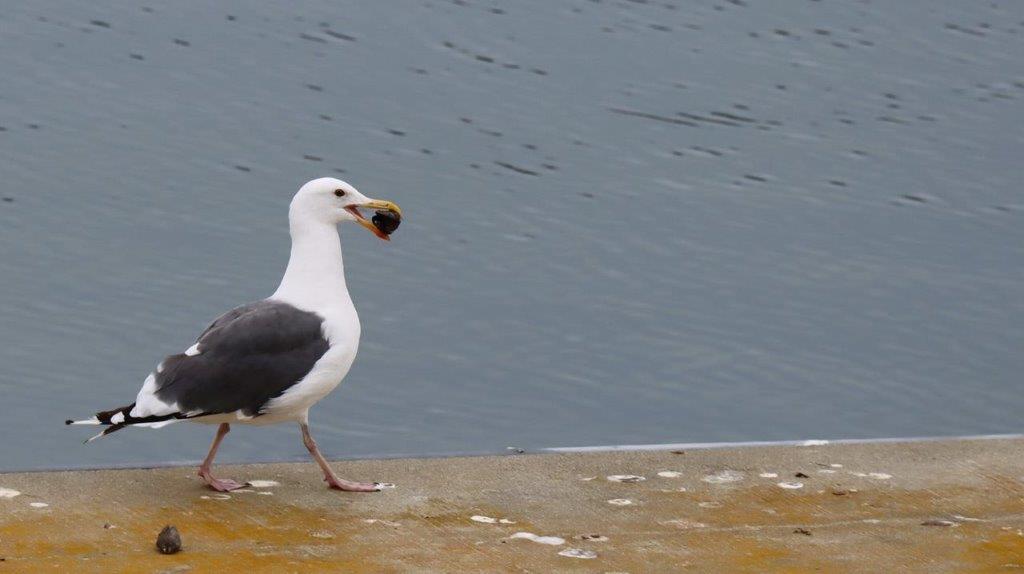 A bird walking on a concrete surface

Description automatically generated