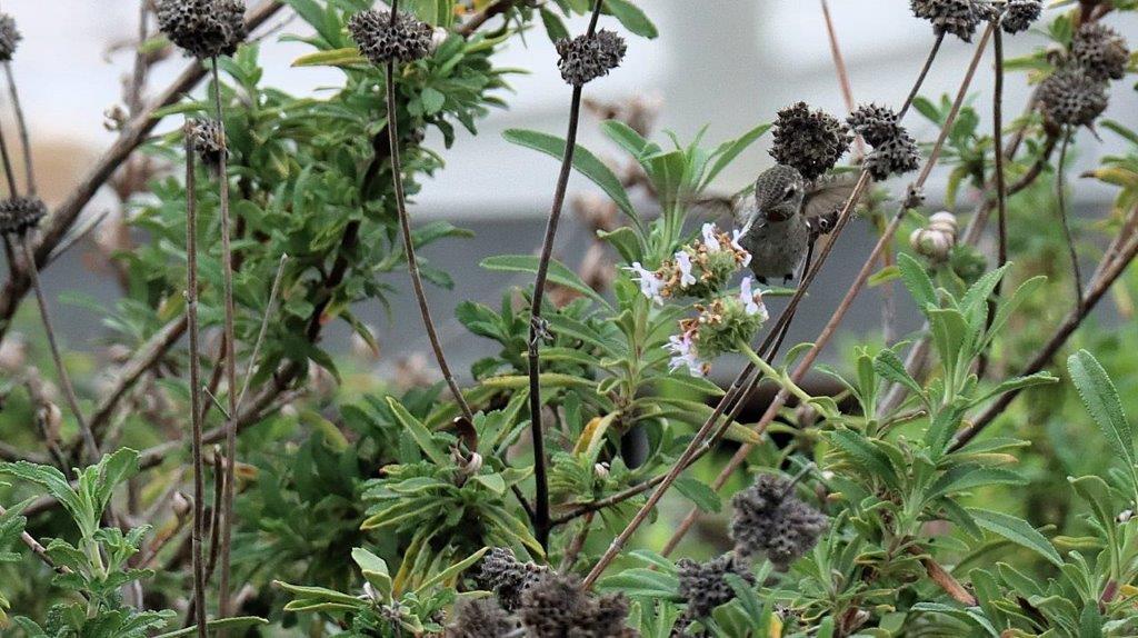 A hummingbird on a plant

Description automatically generated