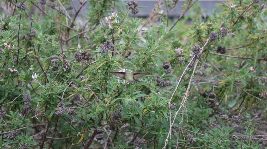 A hummingbird flying over a plant

Description automatically generated