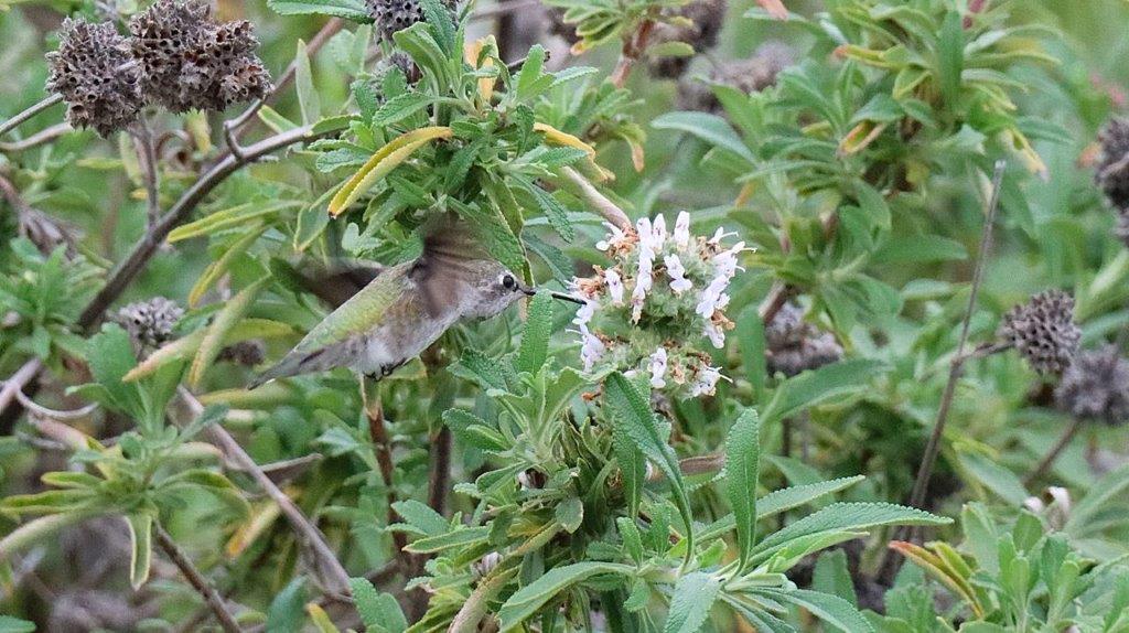 A hummingbird on a plant

Description automatically generated