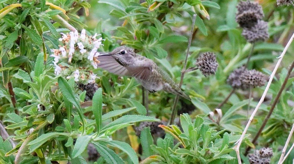 A hummingbird flying near a flower

Description automatically generated