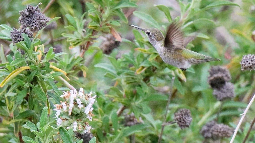 A hummingbird flying in the air

Description automatically generated