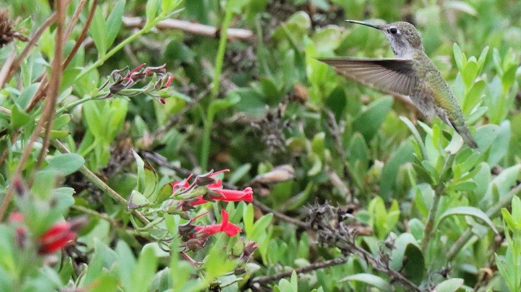 A bird flying near a flower

Description automatically generated