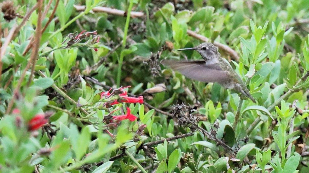 A hummingbird flying in the bushes

Description automatically generated