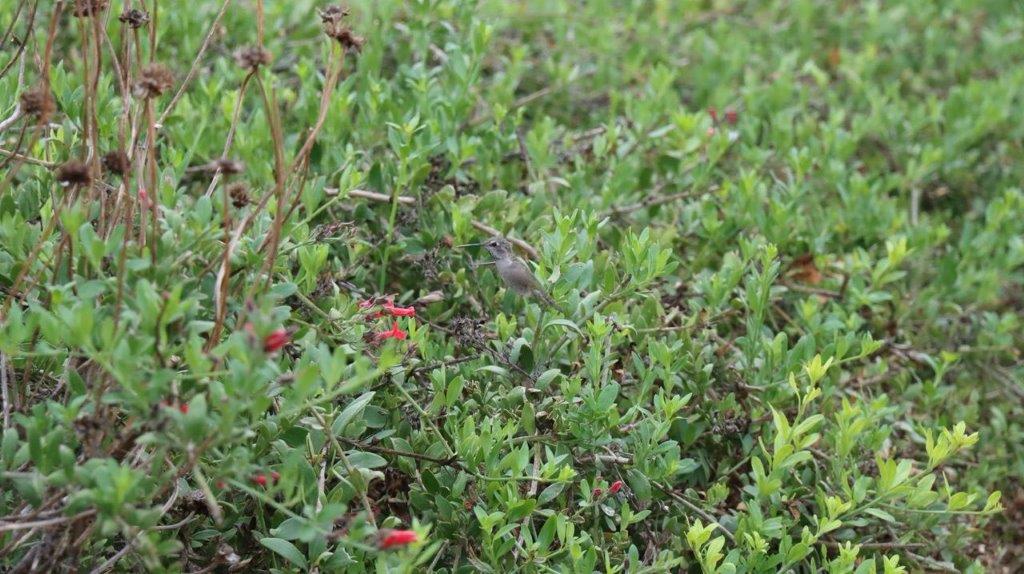 A small bird in a green bush

Description automatically generated