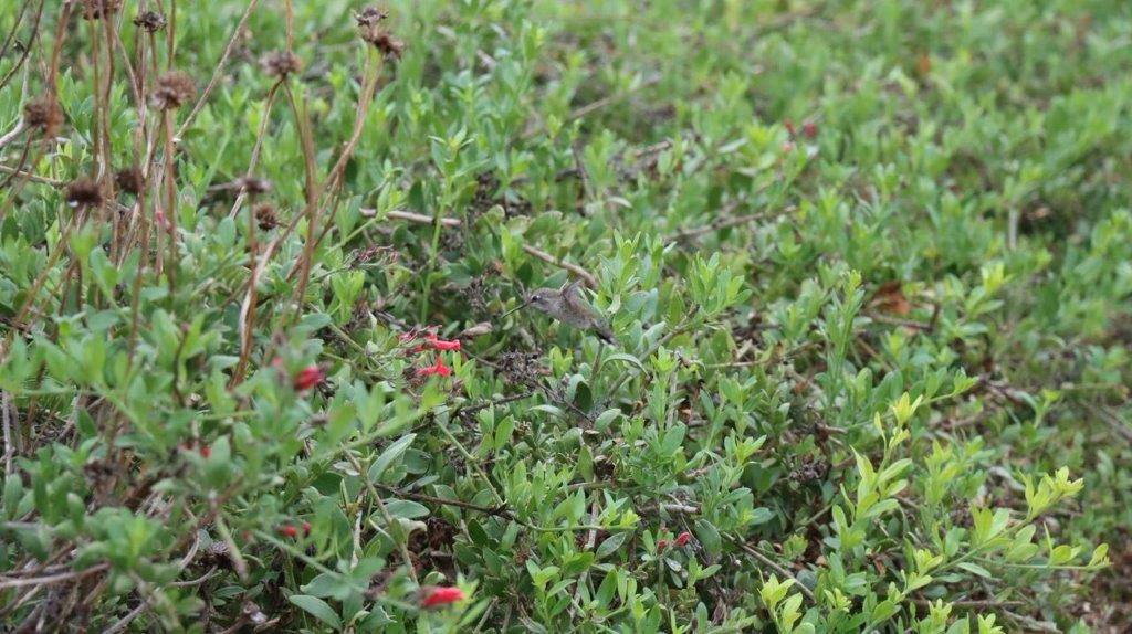 A small bird in a field of green plants

Description automatically generated