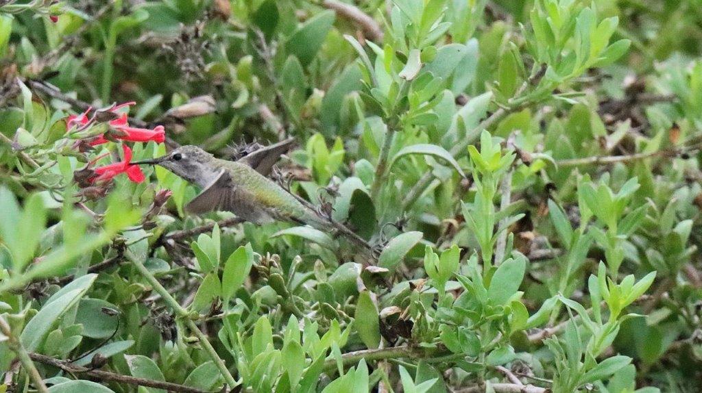 A bird flying near a flower

Description automatically generated