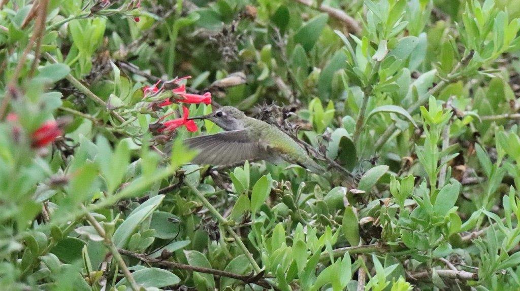 A bird flying near a flower

Description automatically generated