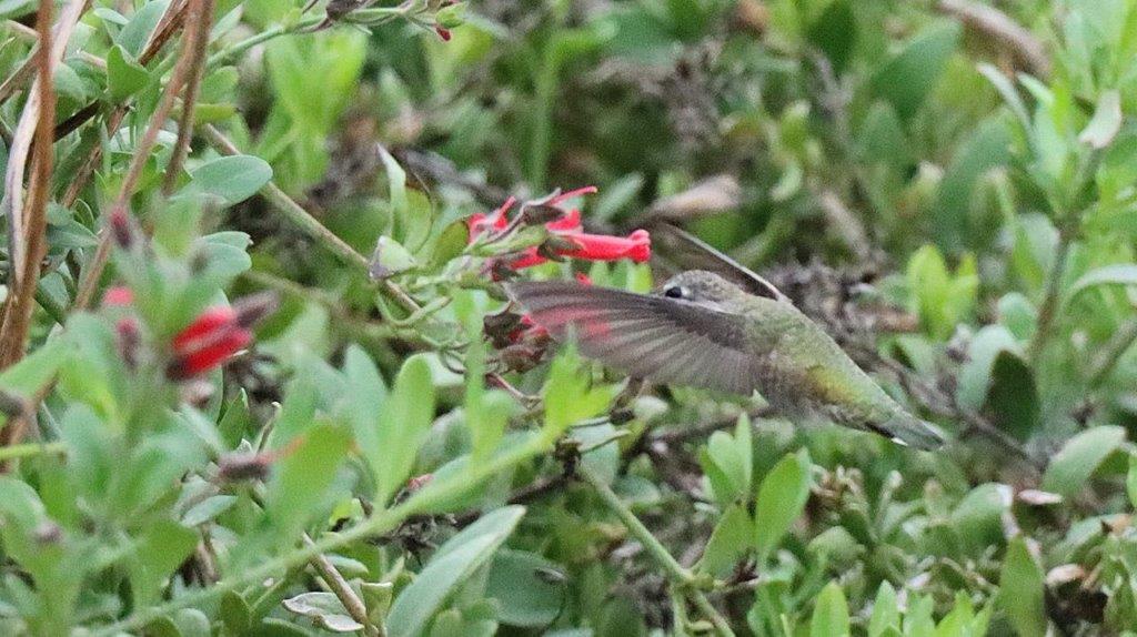 A hummingbird flying near a flower

Description automatically generated