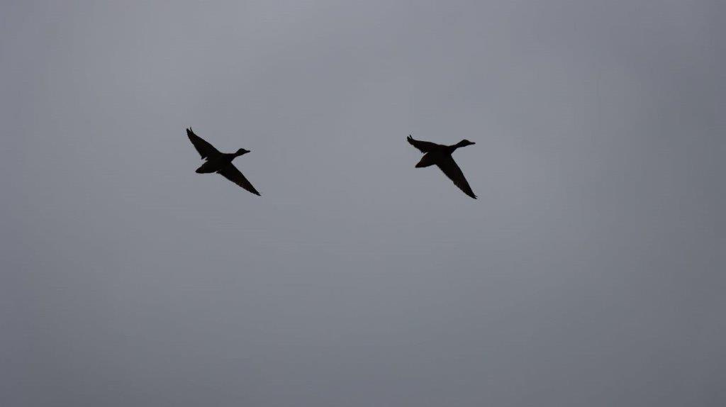 A pair of ducks flying in the sky

Description automatically generated