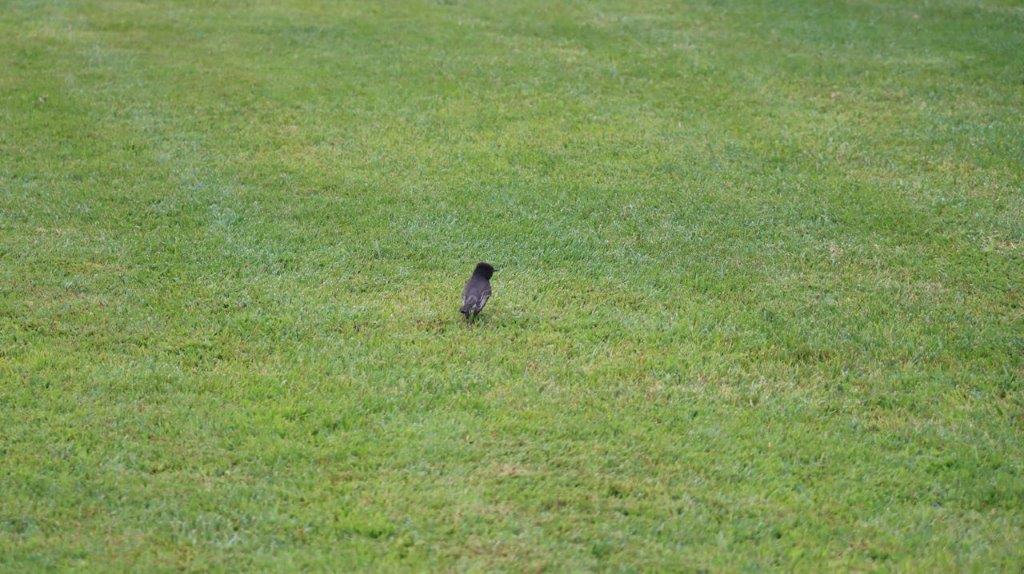 A bird standing in the grass

Description automatically generated