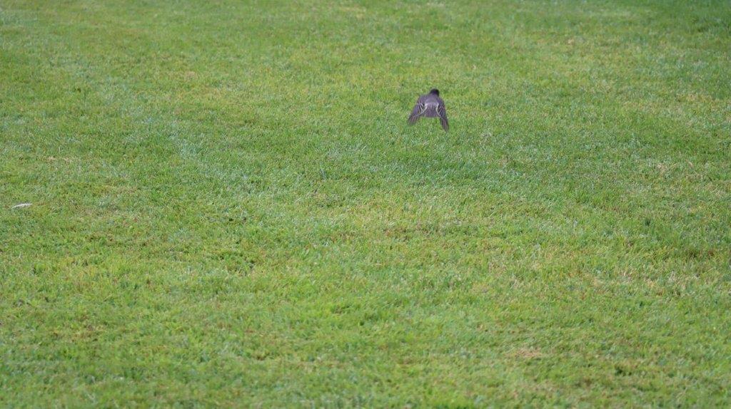 A bird flying in the grass

Description automatically generated