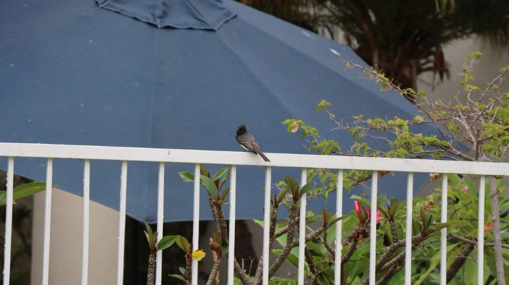 A bird perched on a white railing

Description automatically generated