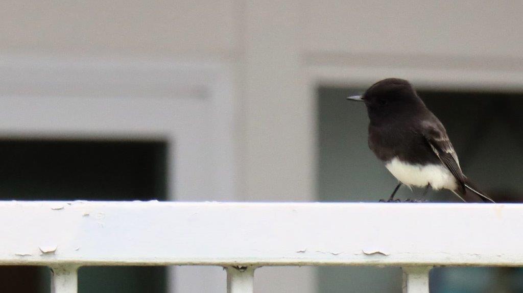 A bird sitting on a white railing

Description automatically generated