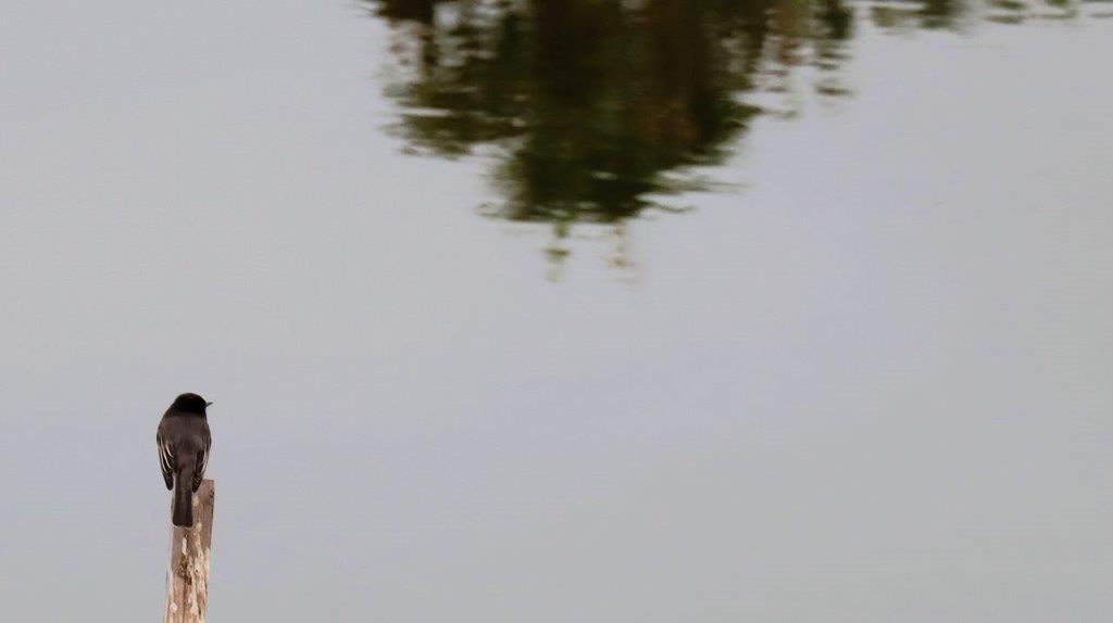 A reflection of a tree in the water

Description automatically generated