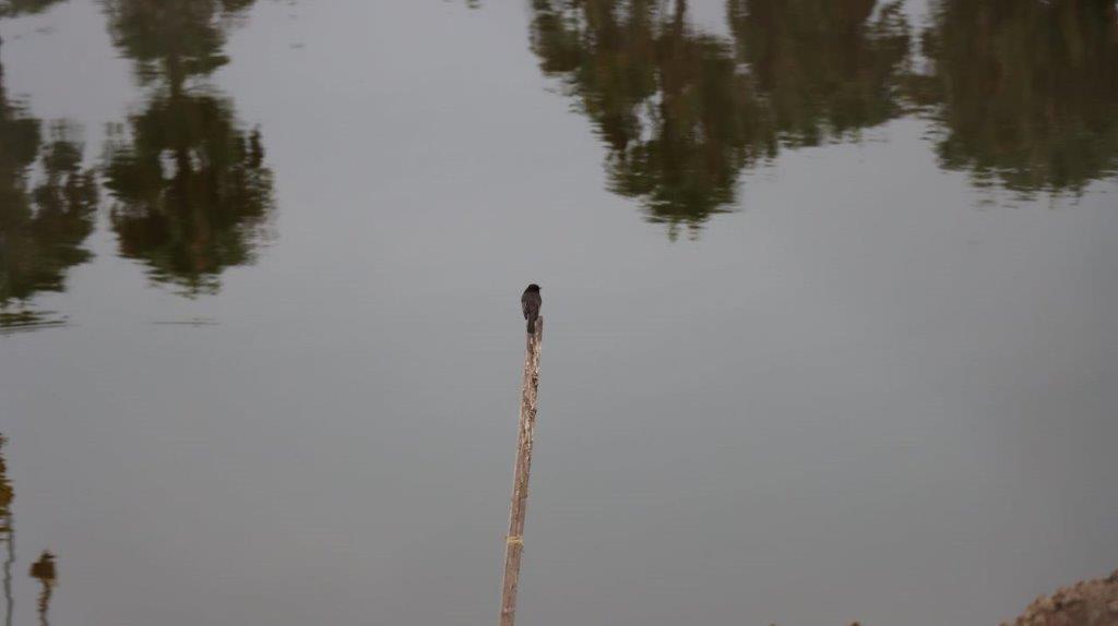 A bird on a stick in the water

Description automatically generated