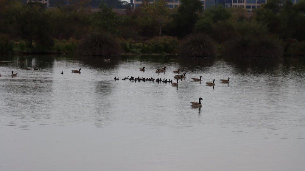 A group of ducks swimming in a lake

Description automatically generated