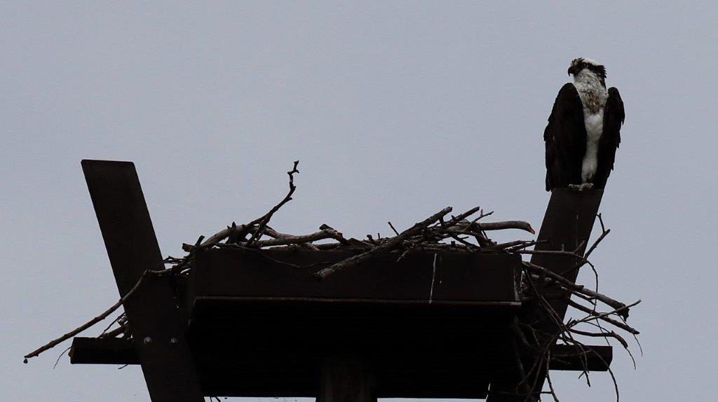 A bird nest on a pole

Description automatically generated