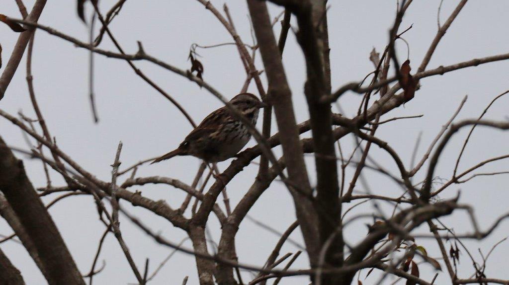 A bird sitting on a tree branch

Description automatically generated