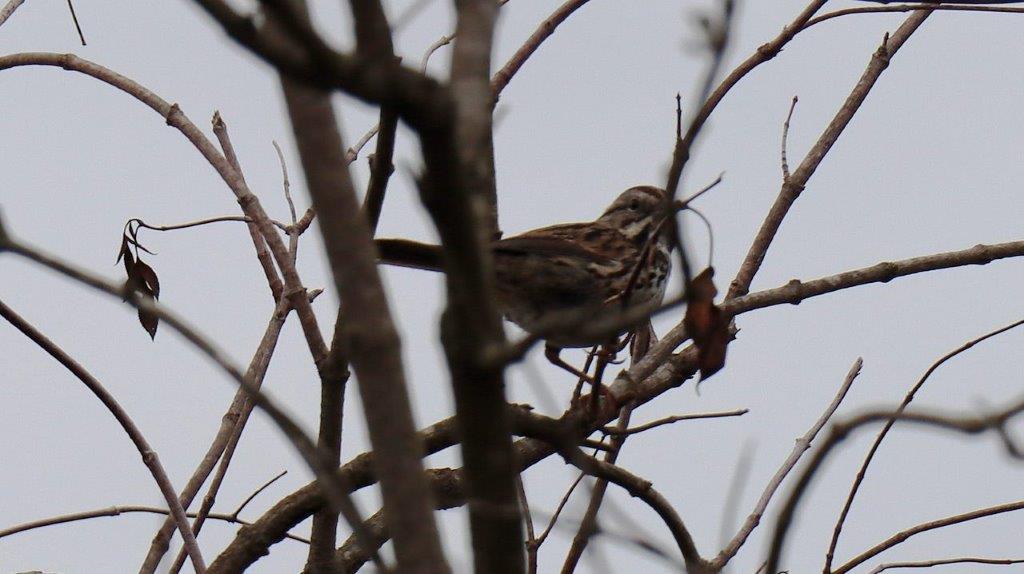 A bird sitting on a tree branch

Description automatically generated