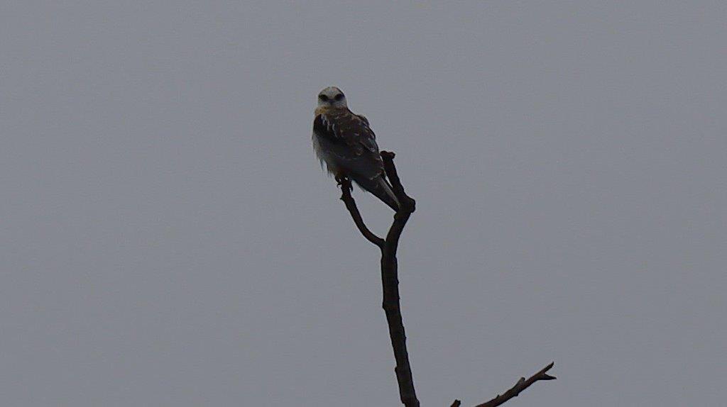 A bird perched on a branch

Description automatically generated