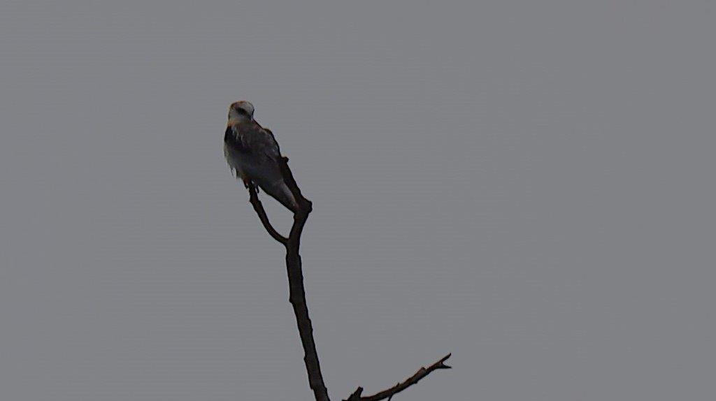 A bird perched on a branch

Description automatically generated