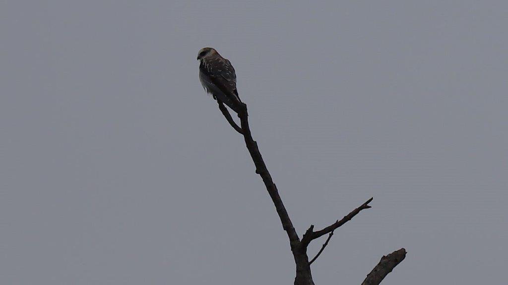 A bird perched on a branch

Description automatically generated