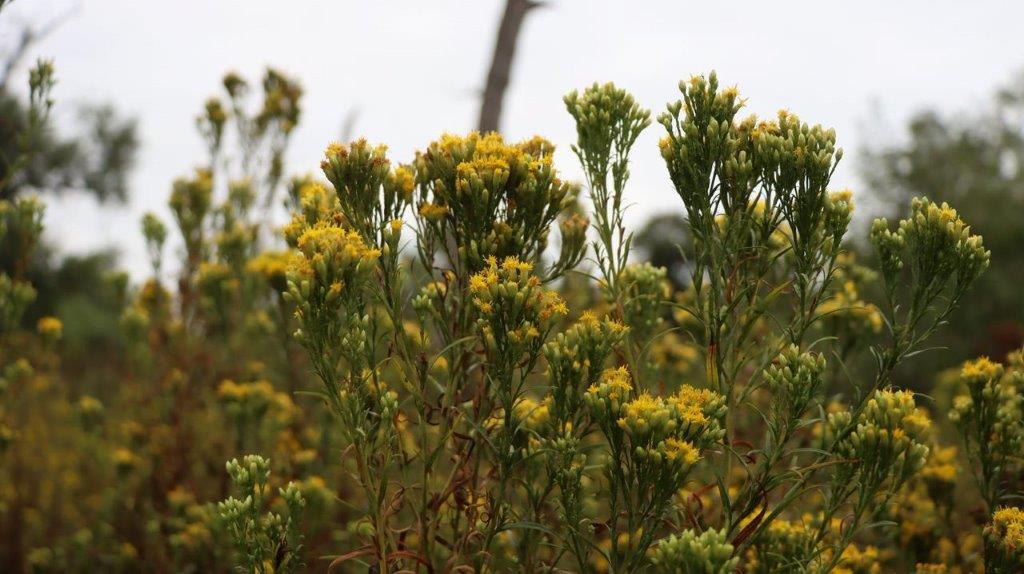 A close-up of yellow flowers

Description automatically generated