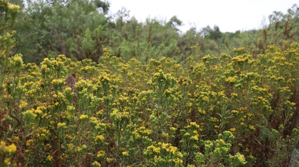 A field of yellow flowers

Description automatically generated