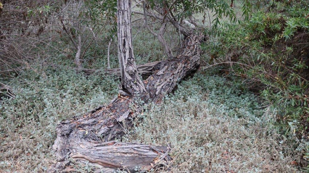 A fallen tree in the grass

Description automatically generated