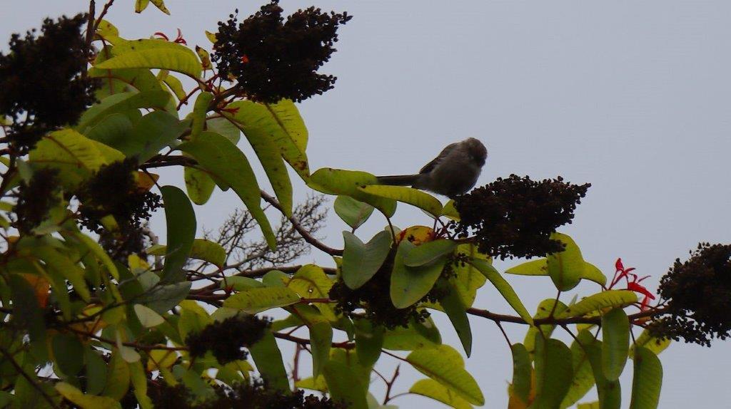 A bird on a tree branch

Description automatically generated