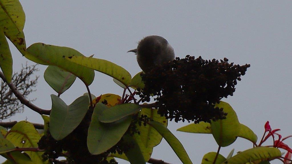 A bird on a tree branch

Description automatically generated