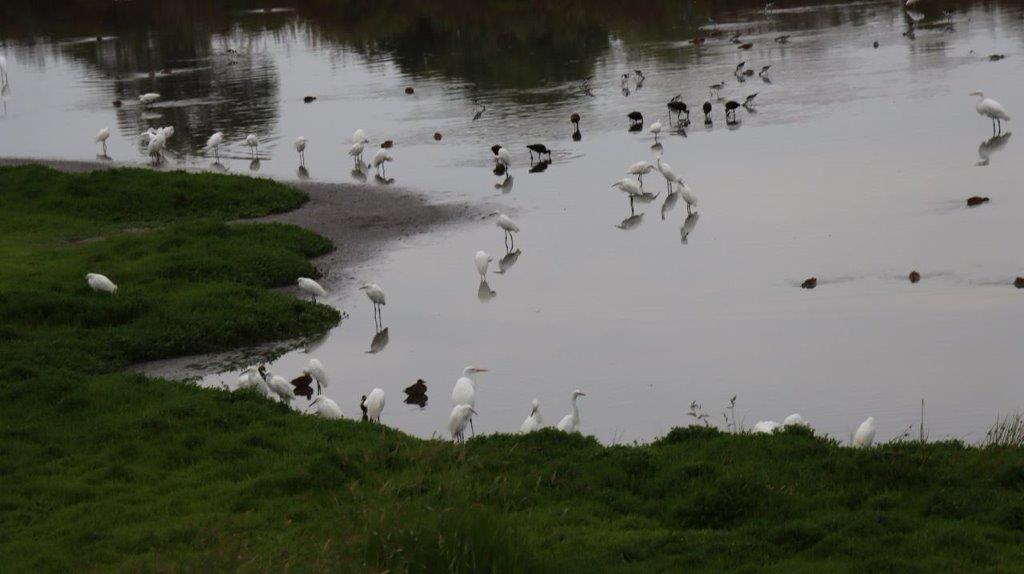 A group of birds in a pond

Description automatically generated