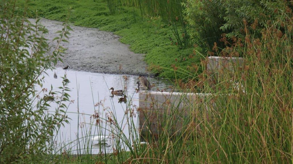 Ducks swimming in a pond

Description automatically generated