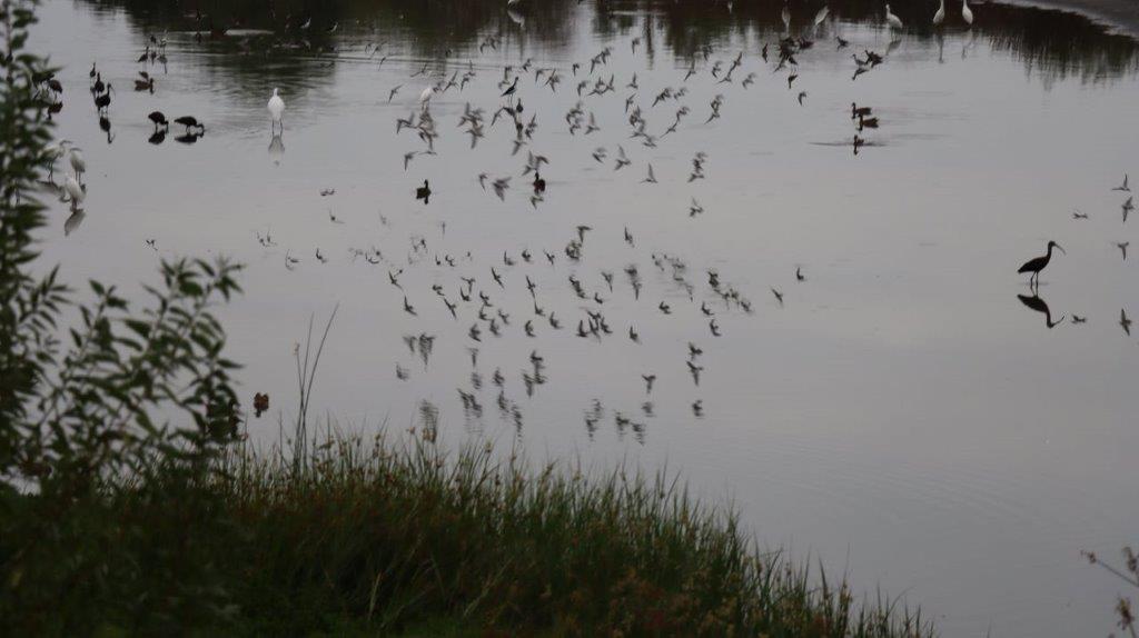 A flock of birds in a lake

Description automatically generated