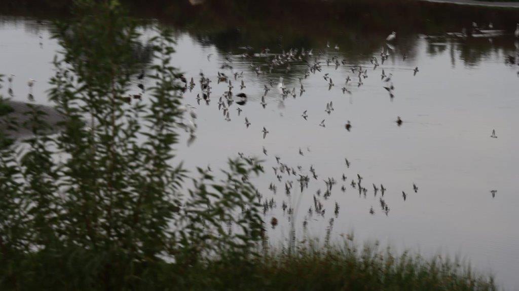 A group of birds flying over water

Description automatically generated