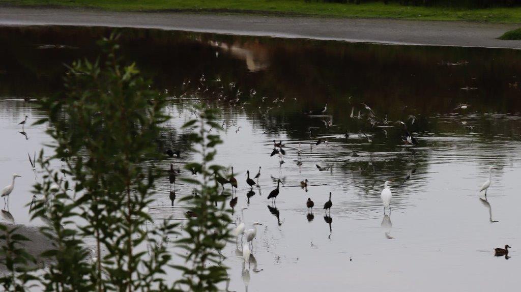 Birds in a pond with trees and grass

Description automatically generated