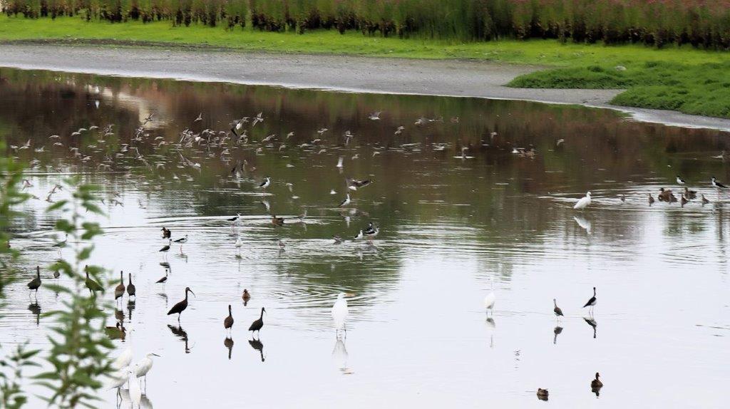 Birds in a lake with a lot of birds

Description automatically generated